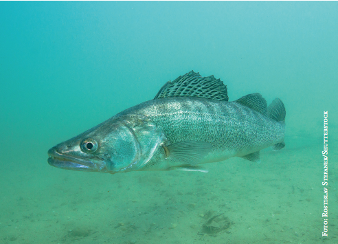 Presentation av miljöarbetet i Mälaren av <a href="/MALARENSVVF/">Mälarens vvf</a>, en viktig medlem i <a href="/LUFTochKUST/">Östra Sveriges Luftvårdsförbund</a>. Åtgärderna där har förstås stor påverkan på Stockholms skärgård. ur Rapporten #Svealandskusten2019 
bit.ly/2XQyfw7