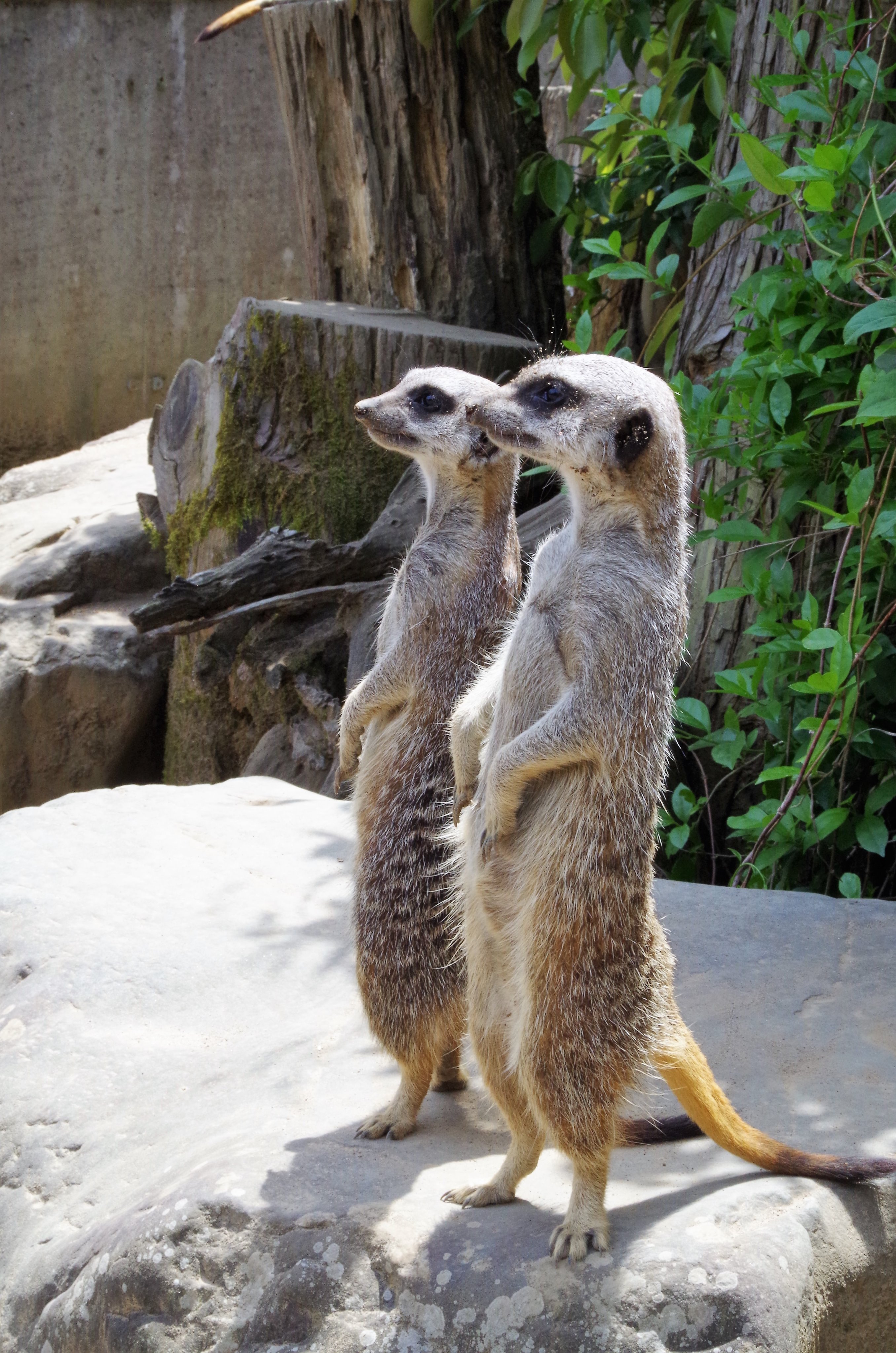 ミーアキャット ST19ML40_s1.jpg?v=1690355454&