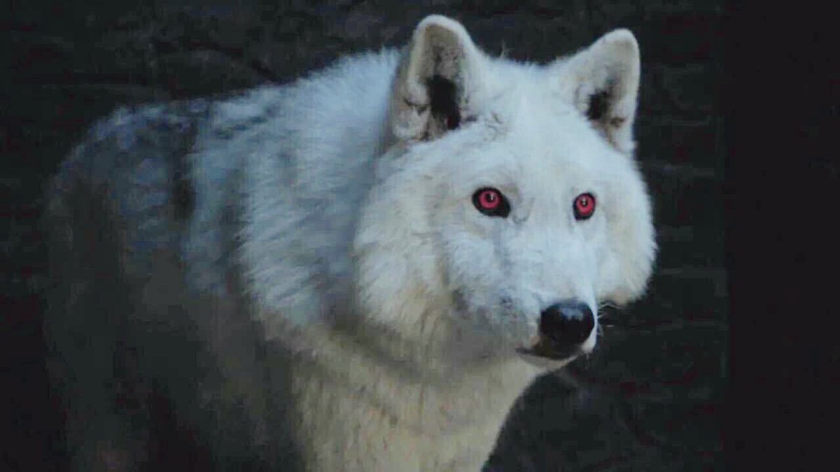 MISSING Wolf 🐺 , If found please return it to Jon snow. #gameofthrones  #ghost