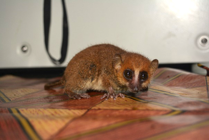 Threatened_Taxa's tweet photo. Find out how socio-ecological factors and parasite infections affect the body condition of the Brown Mouse Lemur, a nocturnal primate, in a national park in southeastern Madagascar: https://t.co/sBeAde0JHa
#lemur #Microcebus https://t.co/gymu8RcFsg