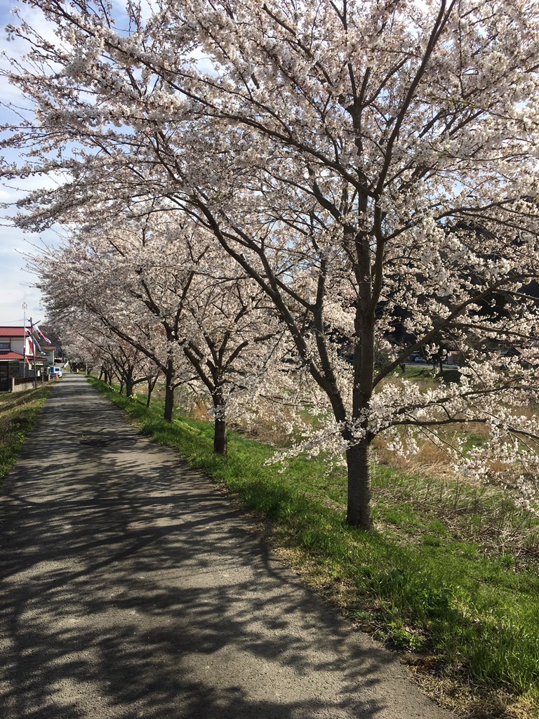 (「*╹ヮ╹*) 今現在桜が満開。さすが山の上っす! 
