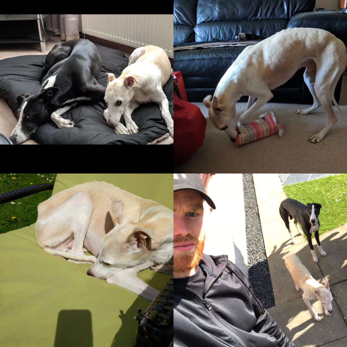 Mikey_Greeen's tweet photo. Came offshore leaving 2 dogs at home, will only be returning to 1🙁  13 years later it is time to lay buddy to rest. Been a class dog over the years and became a massive part of the family but his age, having cancer and now his kidneys failing has took its toll😫RIP Bud🐶❤️ https://t.co/RNoZcGFhcW