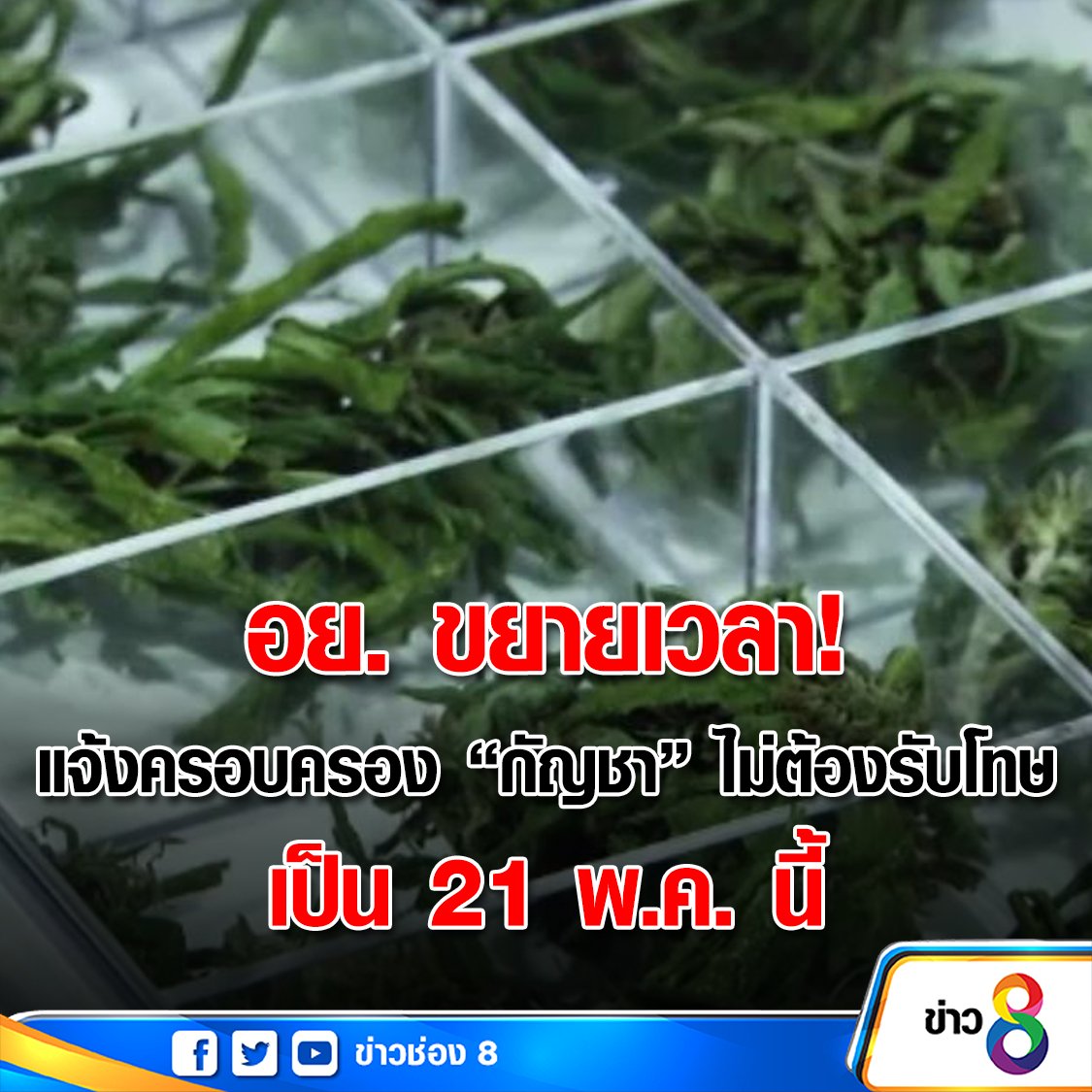 thaich8news's tweet image. อย. ขยายเวลา! แจ้งครอบครอง “กัญชา” ไม่ต้องรับโทษ เป็น 21 พ.ค. นี้ facebook.com/thainewsch8/ph… #กัญชา #แจ้งครอบครองกัญชา #ข่าวช่อง8