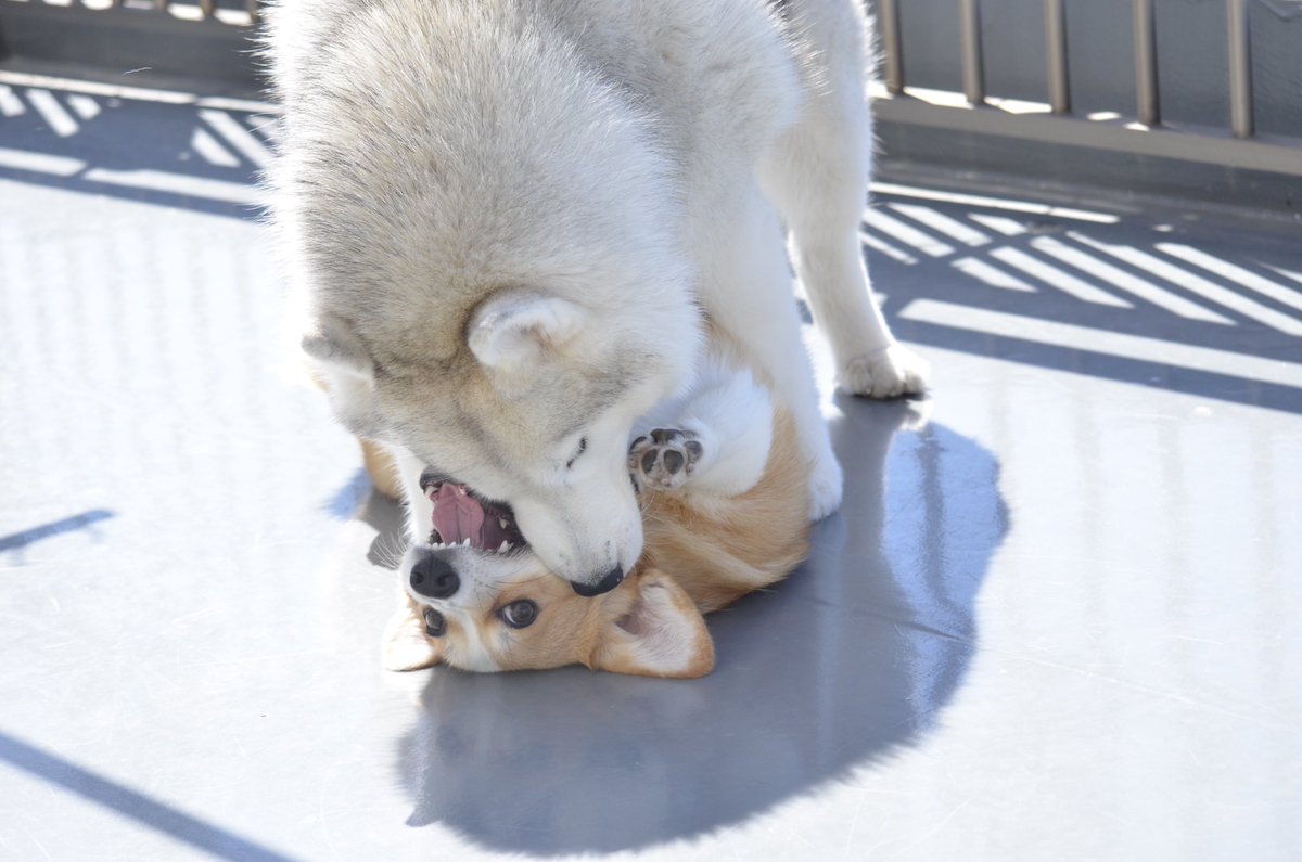 一緒に遊んでじゃれあうハスキーとコーギーがモフモフかわいくて最高に幸せな写真たち それぞれ違いが際立ってかわいい Togetter 一緒に遊んでじゃれあうハスキーとコーギーがモフモフかわいくて最高に幸せな写真たち それぞれ違いが際立ってかわいい Togetter