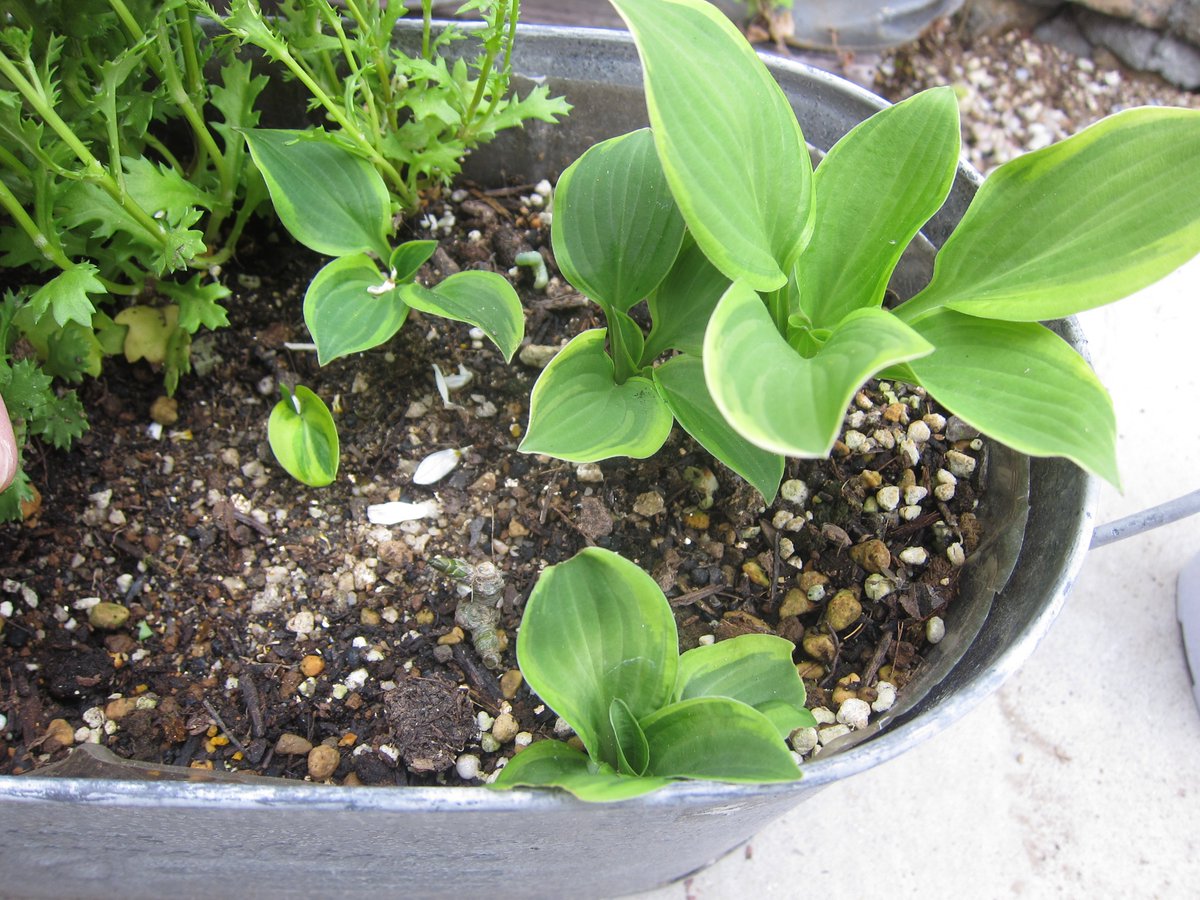 てっちょびん على تويتر ロココのパーゴラ下花壇に 植えてあった ホスタ ゴールデンティアラ 虫に食われまくって瀕死だったので この春根っこを掘り上げたら ぶつ切りになってもたけど ダメもとで植えたのが 無事全部芽吹いた そして 長男が帰ってきて踏まれ