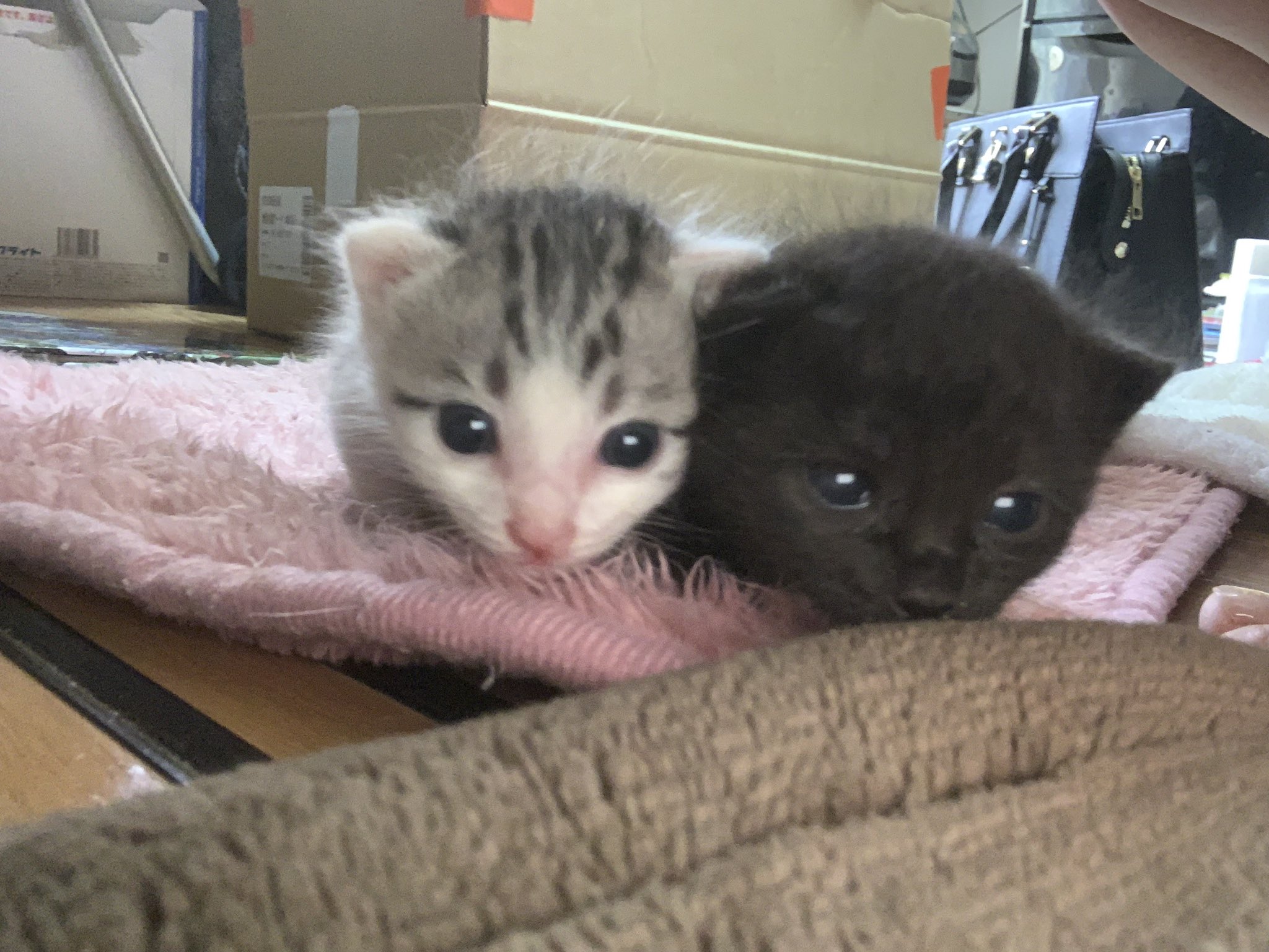 なっちんこ 手が痒い 蕁麻疹出てきた 目も痒い 猫アレルギー 笑 成長した 笑 歩く 成長 子猫 生後3週間らしい 健康優良児 黒猫のジジ 白猫ちゃん無名 代理母 T Co Fkv0si3ktl Twitter