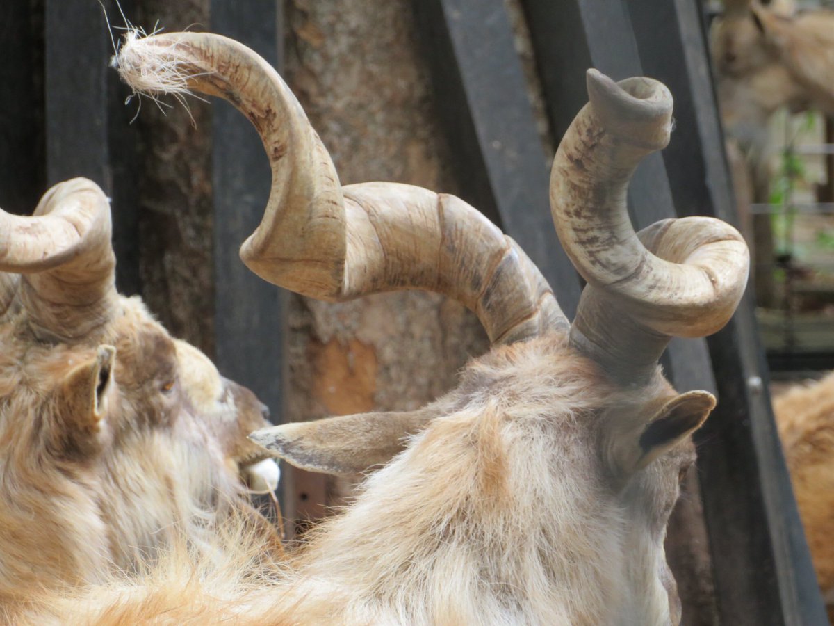 のぞむ 9 9 9mmカオスの百年vol 14 夢見ヶ崎動物公園にはマーコールというでかい ヤギの仲間が沢山飼育されているので ヤギ好きな人はおいでやす くるくるしたツノが特徴的 夢見ヶ崎動物公園