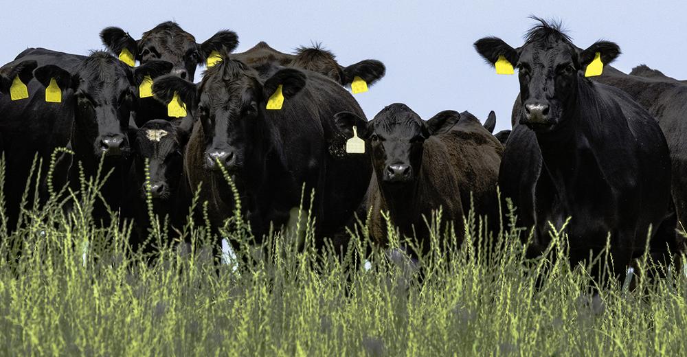 Howecorp's tweet image. Walmart enters the Angus beef business with its own end-to-end supply chain: ow.ly/4KyT50sT0v7 #meatcounter #Howeice