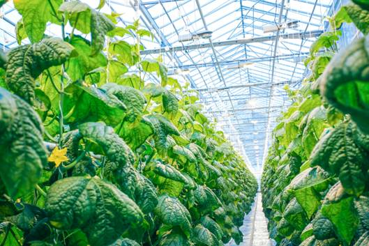 AgricultureInve's tweet photo. All You Need to Know About Indoor Vertical Farming

Read More - https://t.co/1qoaXi1ofm

#verticalfarming #agricultural #unitedkingdom #innovation #technology #farming https://t.co/RnLP3vrmvw