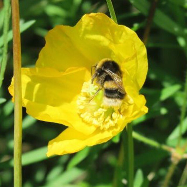 Nectar & Bumble tweet media