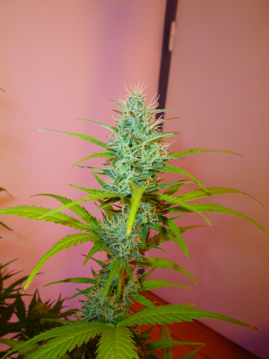 StephandjoG's tweet photo. #akfullauto from @SumoSeeds
Flowering day 63.
Sticky buds and great smell π
#growdiaries #ledgrowlights #weedgrower #weed #biobizz #ghe #advancednutrients #sumoseeds #autoflo #autoflowering https://t.co/FDzsSW0Ydl