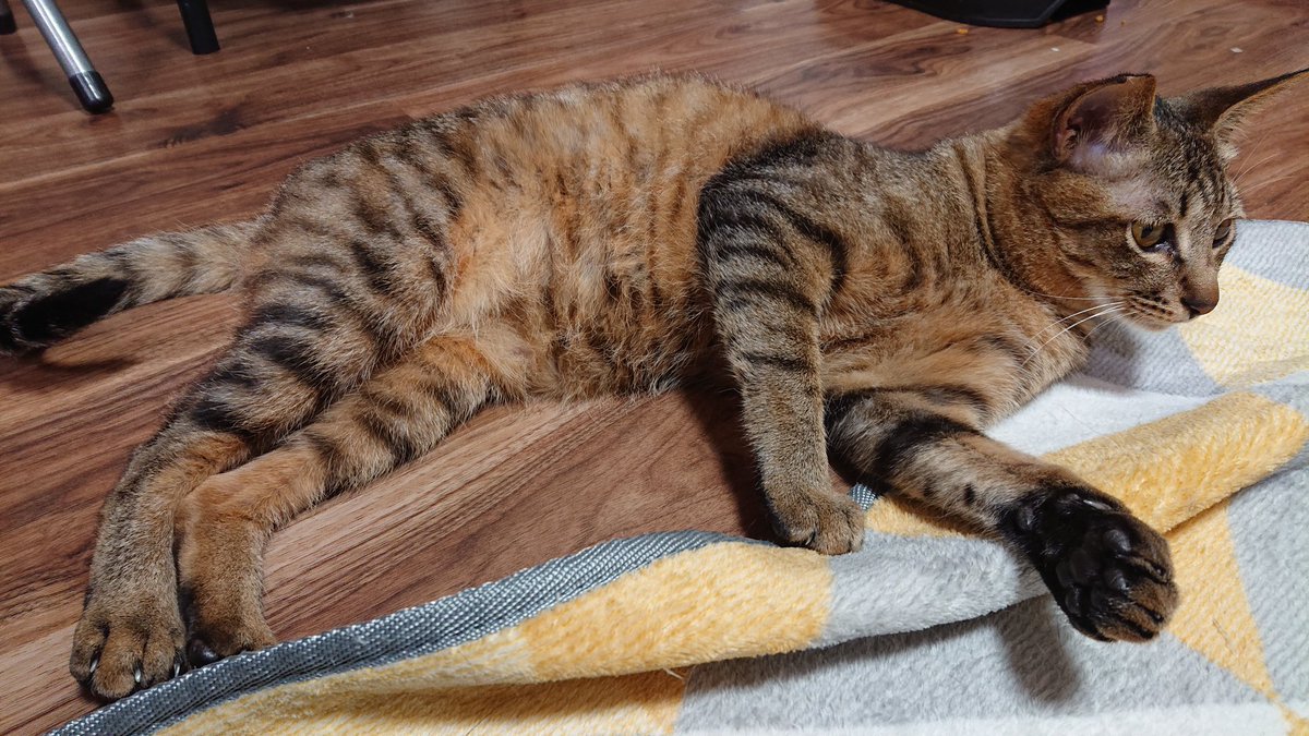 保護猫カフェかぎしっぽ 保護猫カフェかぎしっぽ