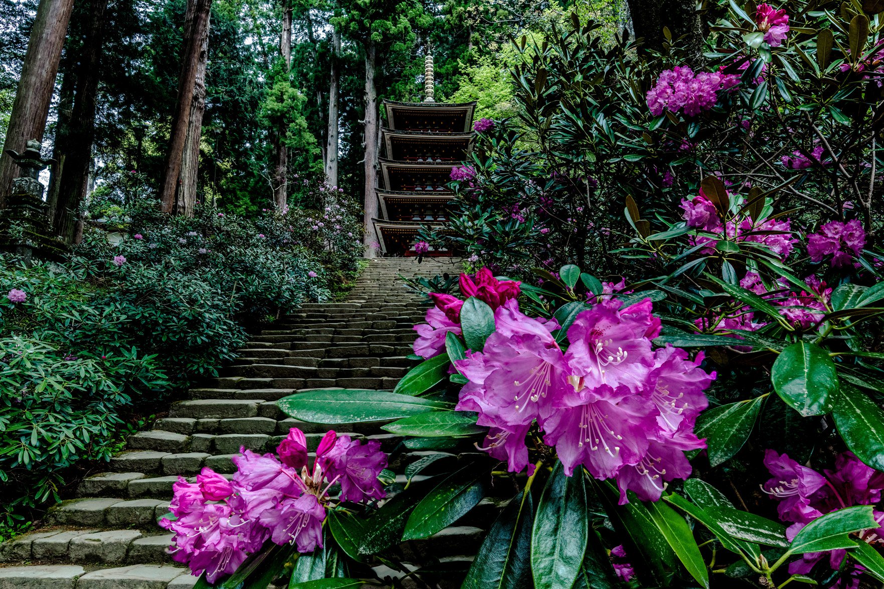 へたっぴ写真家 奈良県宇陀市 室生寺のシャクナゲ 19年4月撮影 今朝も石楠花パトロール 弁財天石楠花の丘はほとんど咲いていなくて写真なし 室生寺は満開前ですが 五重塔の所で前景になる花が綺麗に咲いてくれていました 他はご覧の通り 満開前 へたっぴ写真家 奈良県宇陀市 室生寺のシャクナゲ 19年4月撮影 今朝も石楠花パトロール 弁財天石楠花の丘はほとんど咲いていなくて写真なし 室生寺は満開前ですが 五重塔の所で前景になる花が綺麗に咲いてくれていました 他はご覧の通り 満開前