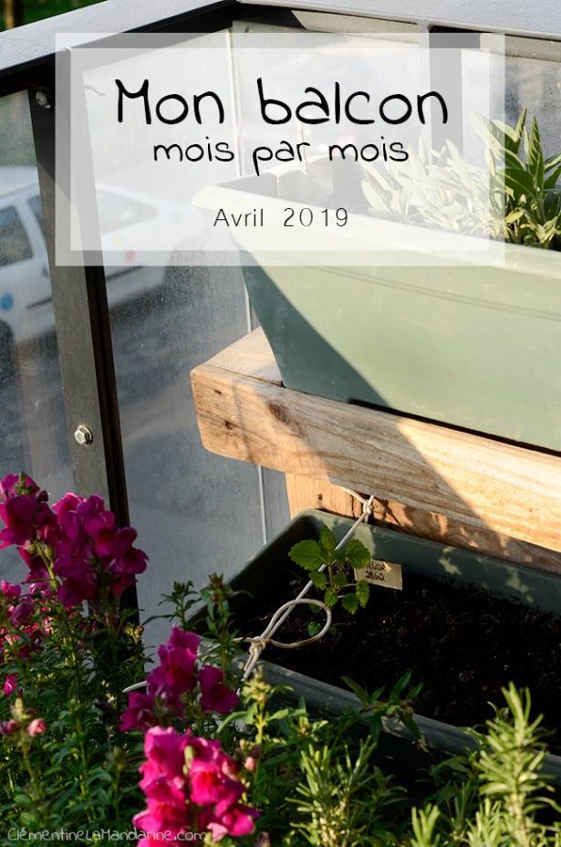 Avril au potager sur le balcon