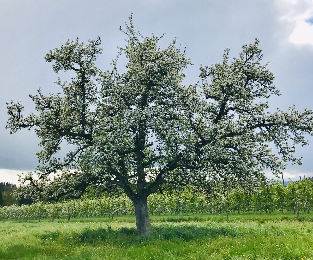 Obstbaume Hashtag On Twitter