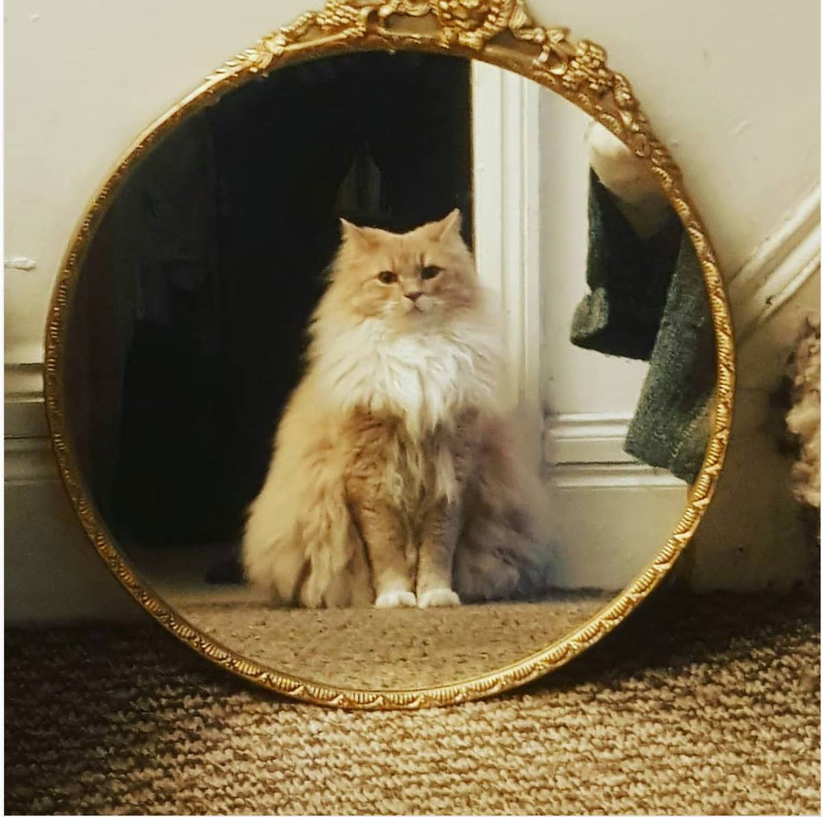 Chats Chat Au Miroir Vermeer Enfin Presque