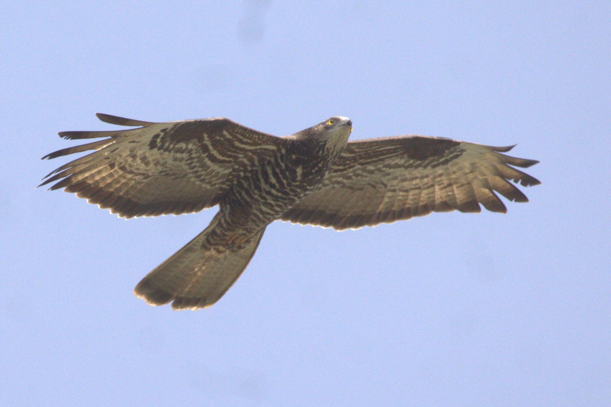 Yesterday there was a new wave of Honey Buzzards at the Strait of Messina with 647 individuals counted from a single watchpoint straitobservatory.com #ornithology #birds #Raptors #birdmigration #birdsofprey