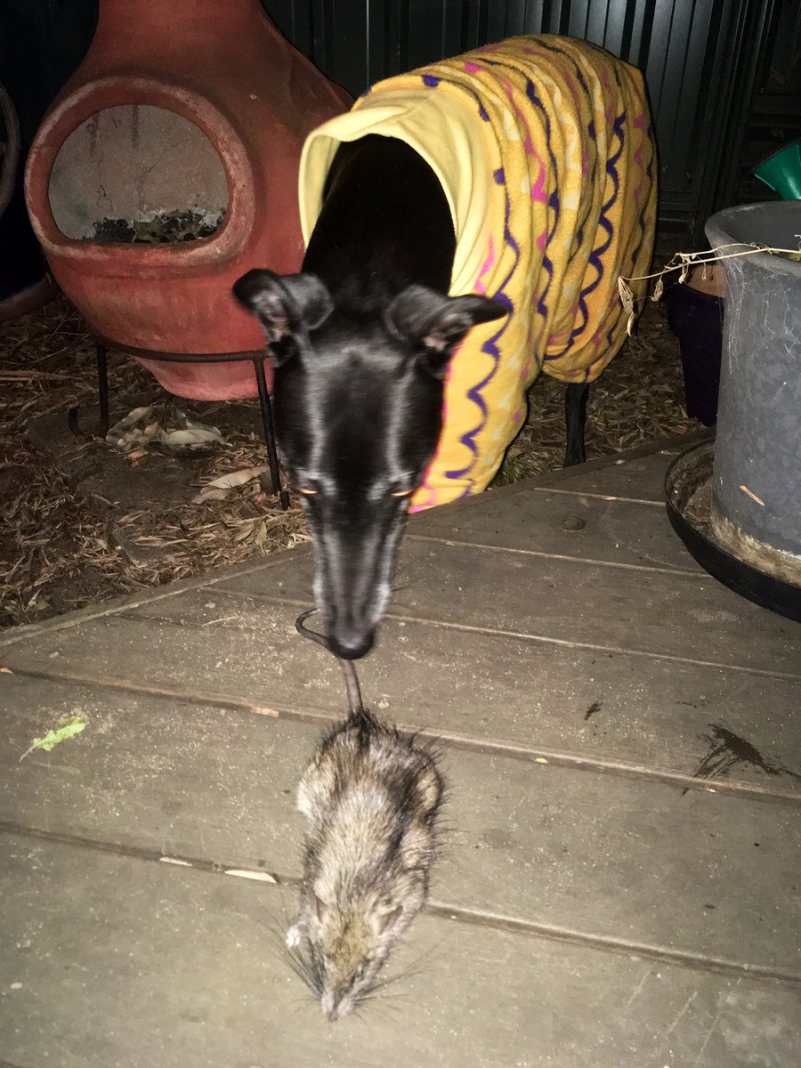 Grace_hound's tweet photo. Caught a massive rat whilst in my jimmy jams https://t.co/v3Tjfnkpii