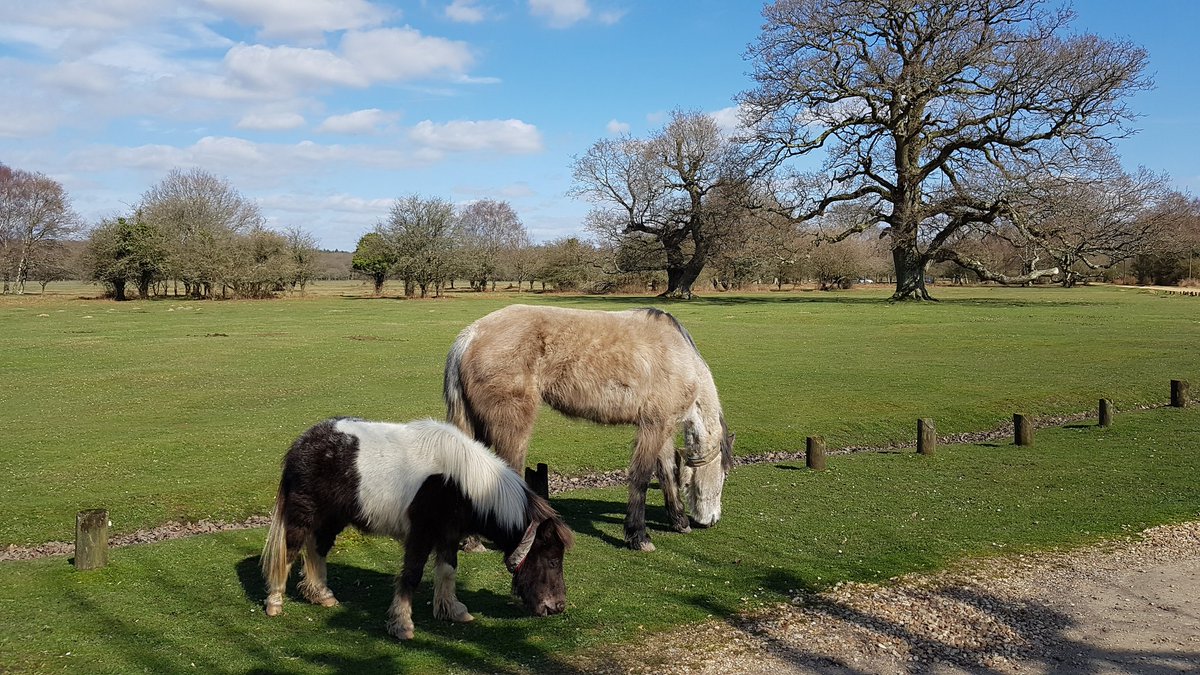 We still have #availability this week &amp; the #BankHolidayWeekend so don't miss out, book urself a #ShortBreaks with us now. Call 07789438101 or find us on <a href="/bookingcom/">Booking.com</a> #NewForest #comeseeforyourself