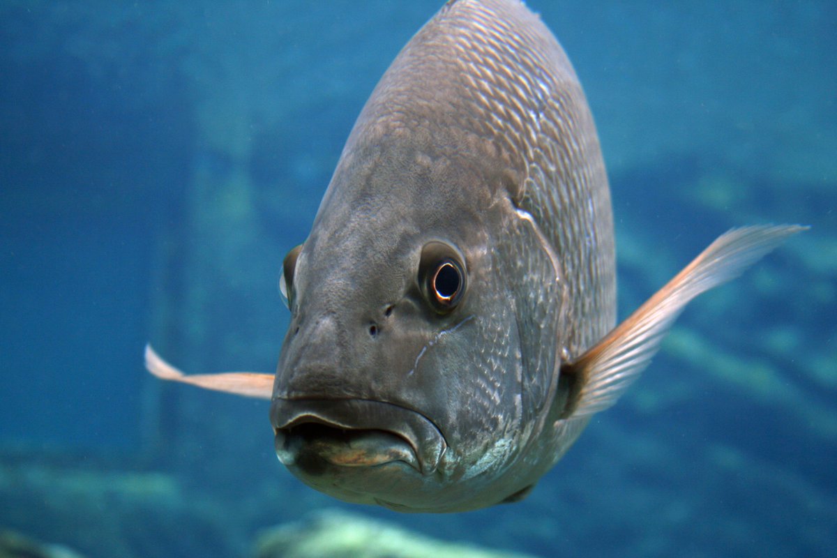 DiveBuddy tweet media