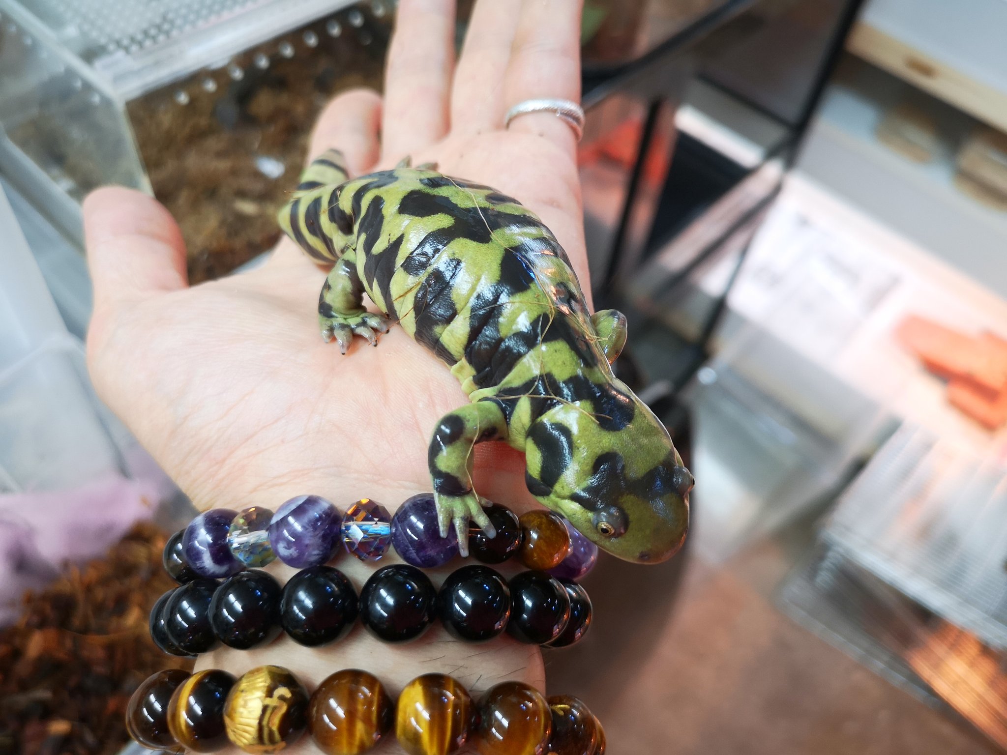 Cherie U シェリーユー 京都本店 オビタイガーサラマンダー ペアでの販売となります ブリード狙いのグッドサイズ シェリーユー 3周年 T Co Thwdm1hopq Twitter
