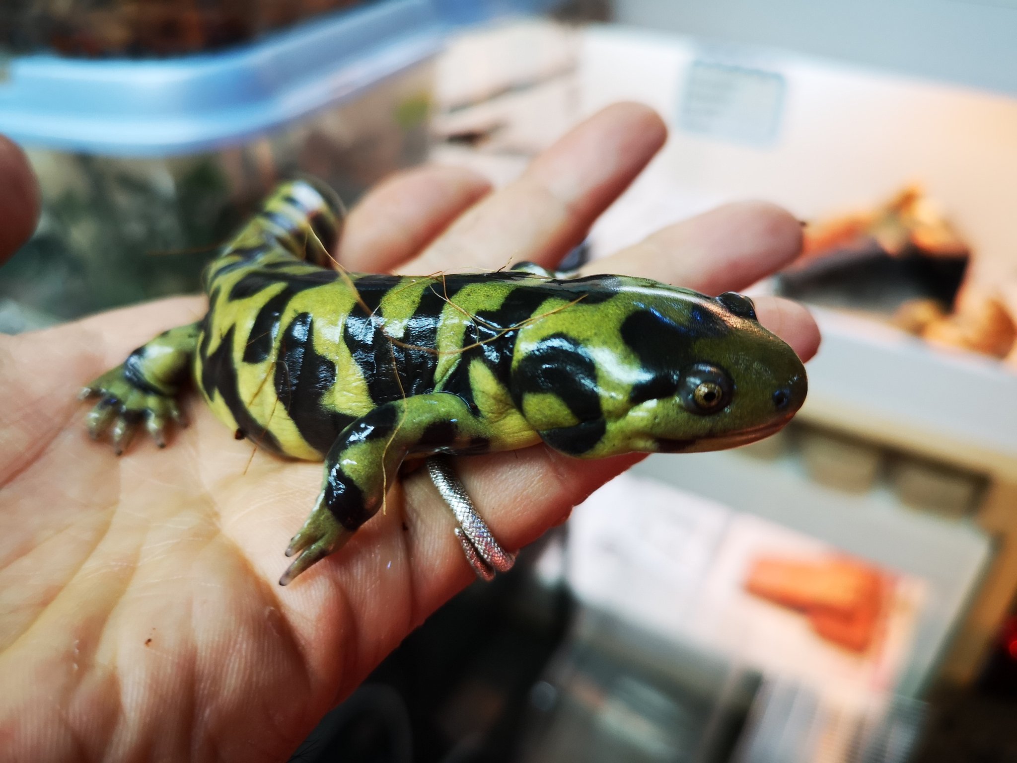 Cherie U シェリーユー 京都本店 オビタイガーサラマンダー ペアでの販売となります ブリード狙いのグッドサイズ シェリーユー 3周年