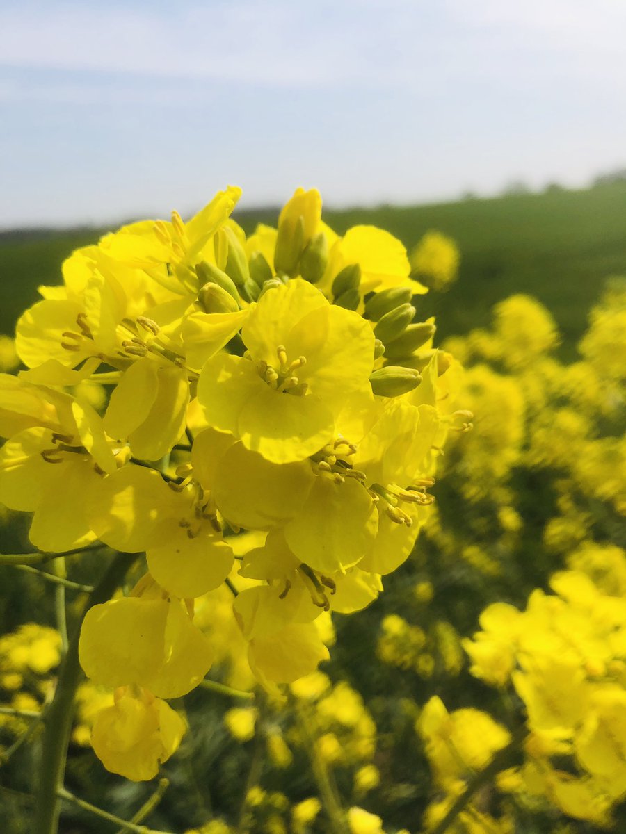 ProperOils's tweet image. A splash of yellow for Monday ☀️☀️#mondaymorning #MondayMotivaton