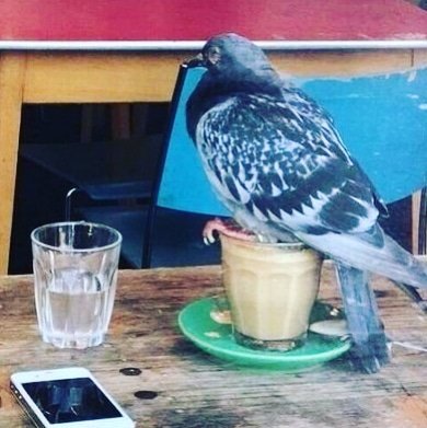 El #lunes #tras #votaciones y el #universo lo sabe #cafe #semana #go #palomo #oficina #poyecto #clases #work #vamooo