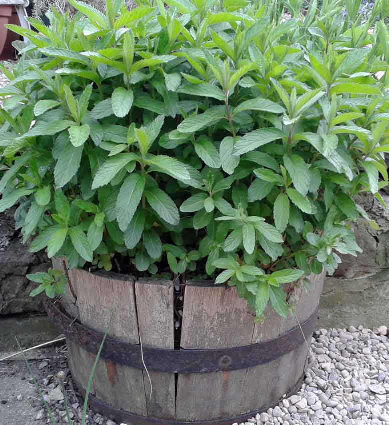 MandyCanUDigIt's tweet photo. It's #NationalGardeningWeek and the theme is #EdibleBritain - from #herbs in containers to #allotments. #gardening #RHS #gyo #veg @The_RHS @RHSBloom https://t.co/zCOzyW61Y6 https://t.co/94zLVGwkVe