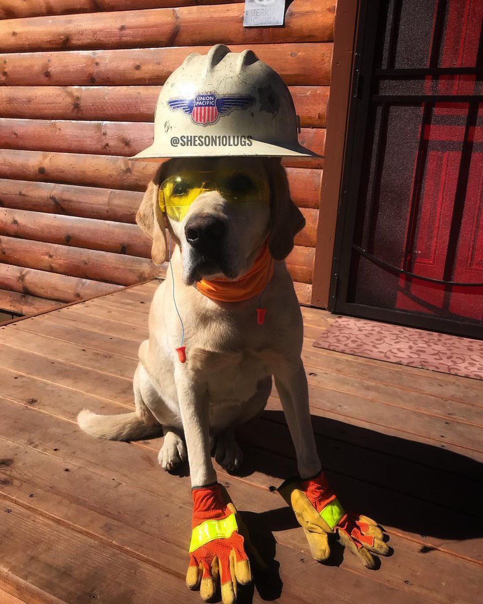 Andy the Lab showing us that safety comes first, and cuteness second! | 📸: sheson10lugs