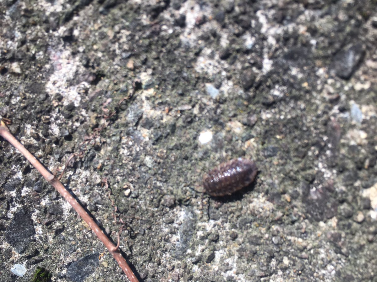 #stonehillbiodiversity