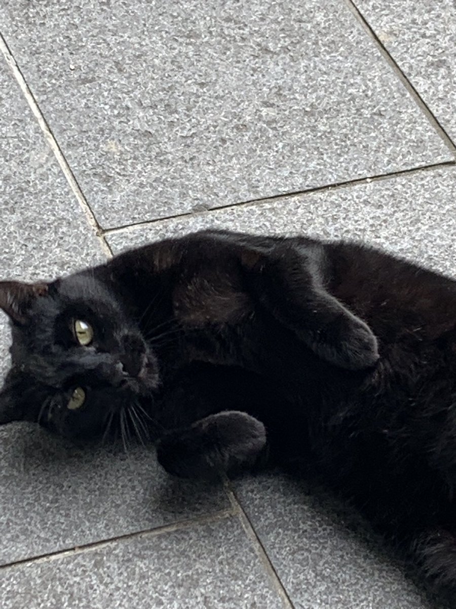 安藤真伊 Mai Ando フランスの思い出めっちゃ投稿したいんだけど日々とみんなのキャラ が濃厚すぎて難しい とりあえずめっちゃ可愛かった猫と犬