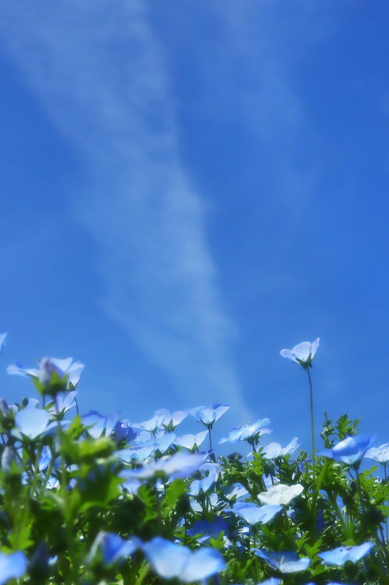 のぷ ๑ ᄇ ๑ こんばんは 月曜日 お疲れ様でした ペコリ 平成最後の昭和の日の前日に昭和記念公園で 空に向かって咲いてたネモフィラです 縦 縦 背景に空が似合う花って向日葵かネモフィラかですよね 他にもあると思いますが のぷ ๑ ᄇ ๑ こんばんは 月曜日 お疲れ様でした ペコリ 平成最後の昭和の日の前日に昭和記念公園で 空に向かって咲いてたネモフィラです 縦 縦 背景に空が似合う花って向日葵かネモフィラかですよね 他にもあると思いますが