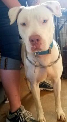 🌟Precious boy, Neutered
2 yrs old
XL size
🌸id# 41227770
Great family companion 🌻
@ Corrine T Smith Animal Center, Brownwood TX
BIG RURAL SHELTER, ALWAYS FULL
SAVE A LIFE ♥ 
#adopt ✅
#foster ☑
📞325 646 0617
Mon-Fri: 1 to 5
Sat: 1 to 4
petango.com/Adopt/Dog-Bull…