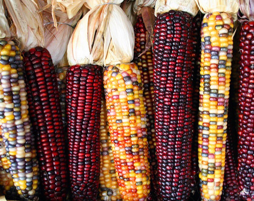 tania_eulalia's tweet photo. “El #maíz y la #diversidad #biocultural de los #pueblos #indígenas”/ “#Maize & the #biocultural #diversity of the #indigenouspeoples”, acompáñame el próx. martes/join me next Tuesday May-07 en la @FU_Berlin a las 16h en ZI Lateinamerika-Institut #nativemaize #foodsovereingty https://t.co/pfmZtkvHHx