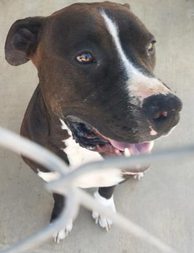 🌟Precious boy, Neutered
Adopt-fee $ 45
2 yrs old
XL size
🌸id# 41375786
Great family companion 🌻
@ Corrine T Smith Animal Center, Brownwood TX
BIG RURAL SHELTER, ALWAYS FULL
SAVE A LIFE ♥ 
#adopt ✅
#foster ☑
📞325 646 0617
Mon-Fri: 1 to 5
Sat: 1 to 4
petango.com/Adopt/Dog-Boxe…