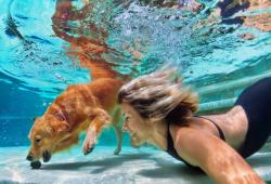 Mermaid_Pools's tweet photo. On the 1st &amp; 15th of each month we publish blog articles!! This month: Pet Safety for Swimming Pools &amp; Plan a Perfect Pool Party. Keep checking in with us and you can find great information that will enhance your pool &amp; hot tub experience!
#mermaidpools

https://t.co/6RWz5JN4rv https://t.co/FOq76Wzc9o