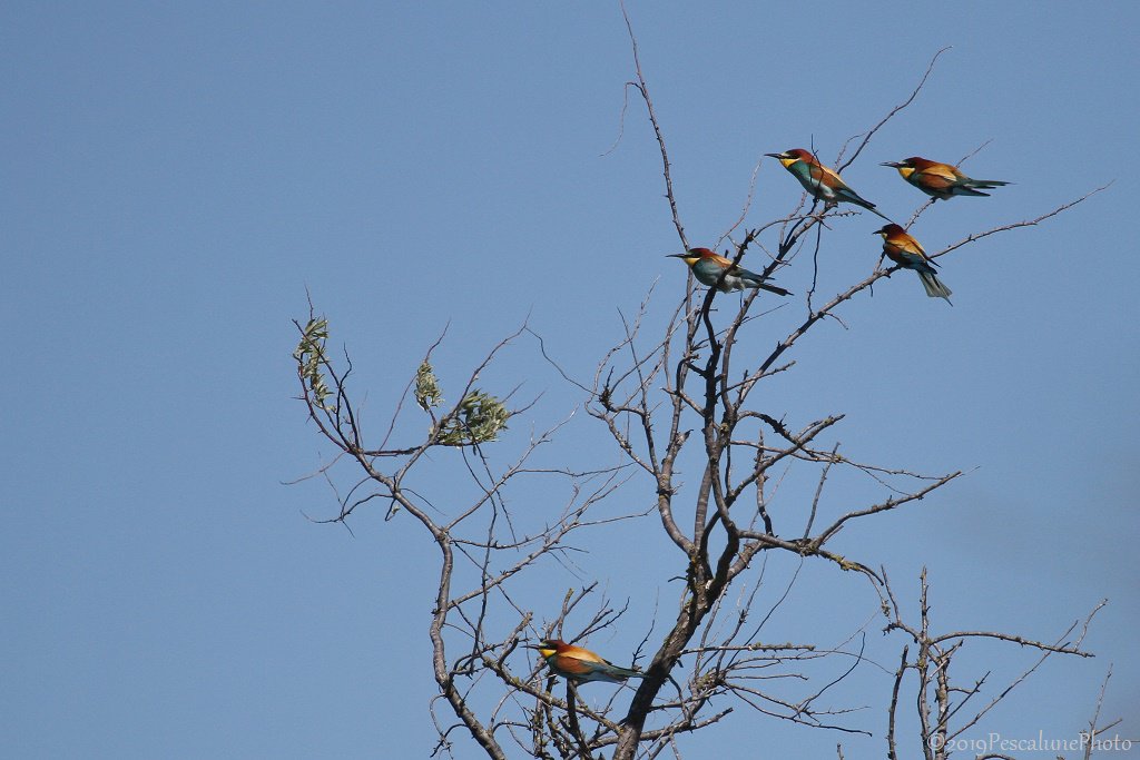 Pescalune's tweet image. Ça y est est les premiers guêpiers sont arrivés pour l'été :)
#Camargue #oiseaux #birds
