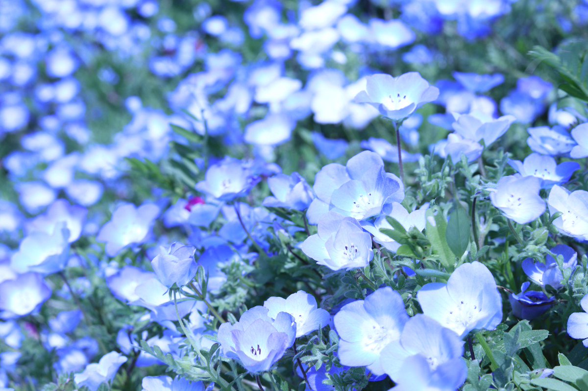 tosiyamx's tweet photo. ネモフィラみてきました！🌷
人にがやばいけどきれいやったな～ https://t.co/xhFZZR67Rj