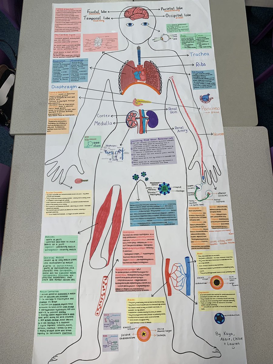 WApost16's tweet photo. Our Y13 biology students have been revising Human Anatomy by creating a detailed revision maps for displays and peer testing. https://t.co/4ncUlraQds