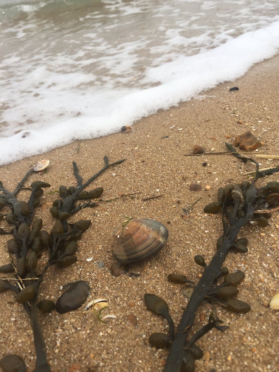 thestrings07's tweet image. Saturday 4th May, 9am-10 am Mindful Beach Walk. Beach Steps. Opp The Broadway.
*We’ll set an intention. 
*Start session with full body scan. 
*Grounding &amp;amp; breathing techniques
10 spaces. £5pp
DM me to book your space or call on 07954301654
#Southend #leigh #westcliff #thorpebay