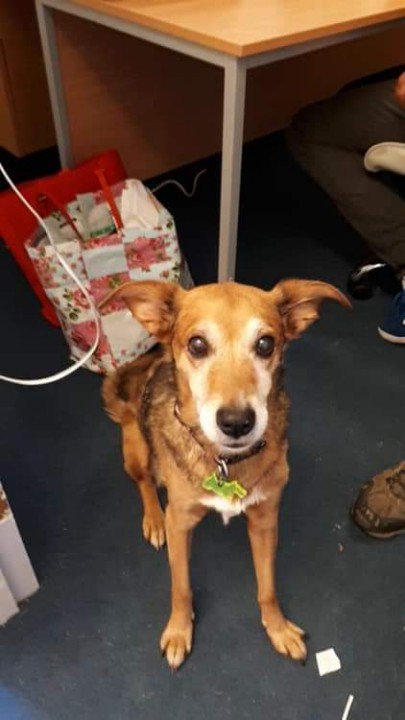 LostPetsIOW's tweet photo. Lucy still missing.
@LostPetsIOW: Lucy is elderly #missingdog from #NodesPoint #StHelens #IsleofWight #RetweetPlease she's here with her owner on holiday @iwradio @iwcponline @onthewight https://t.co/dtah6jAF52