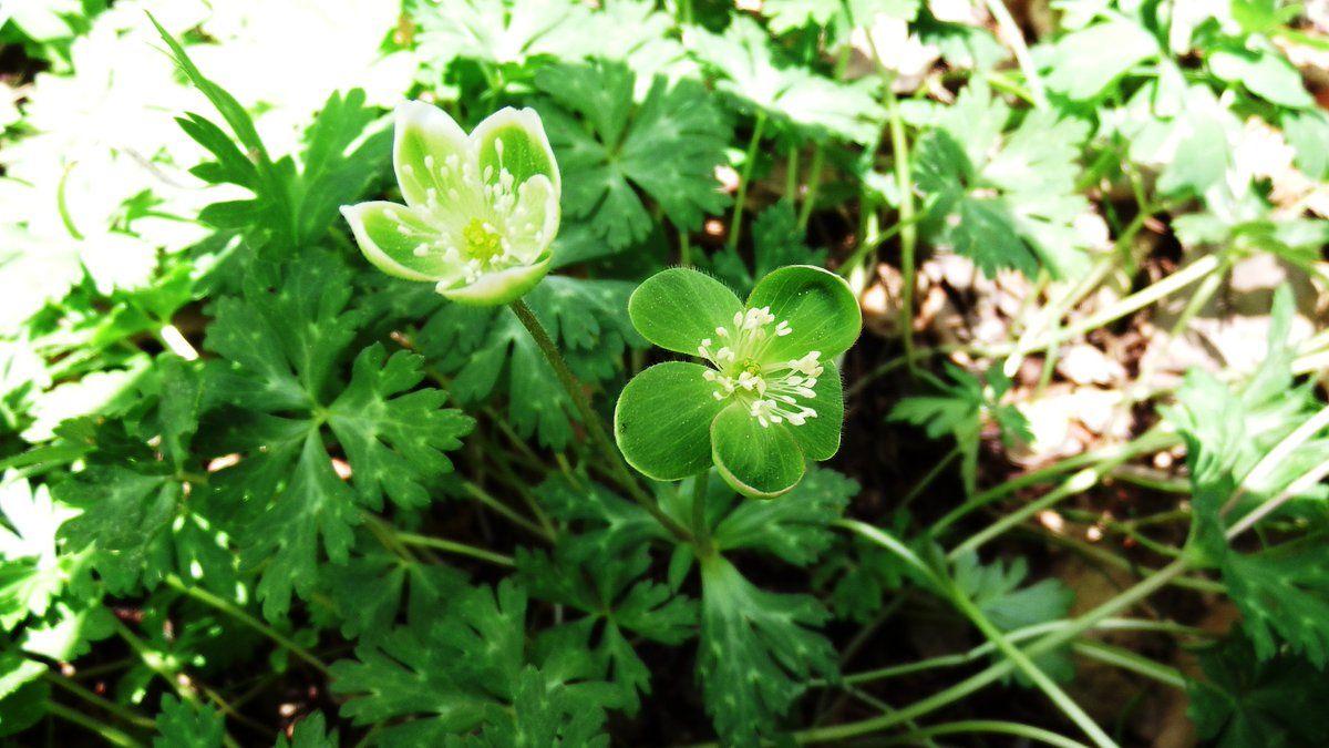 Apictnyohygr1 画像 シルベチカ 花 シルベチカ 花言葉