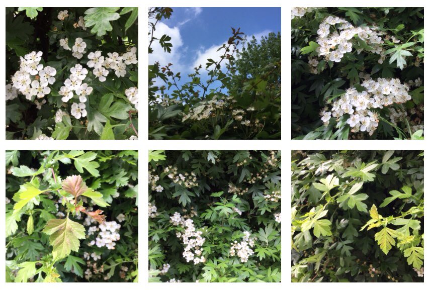 Home: Hawthorne Hedge