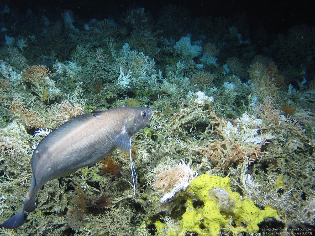 A greater forkbeard (Phycis blennoides) swimming over cold-water coral reef