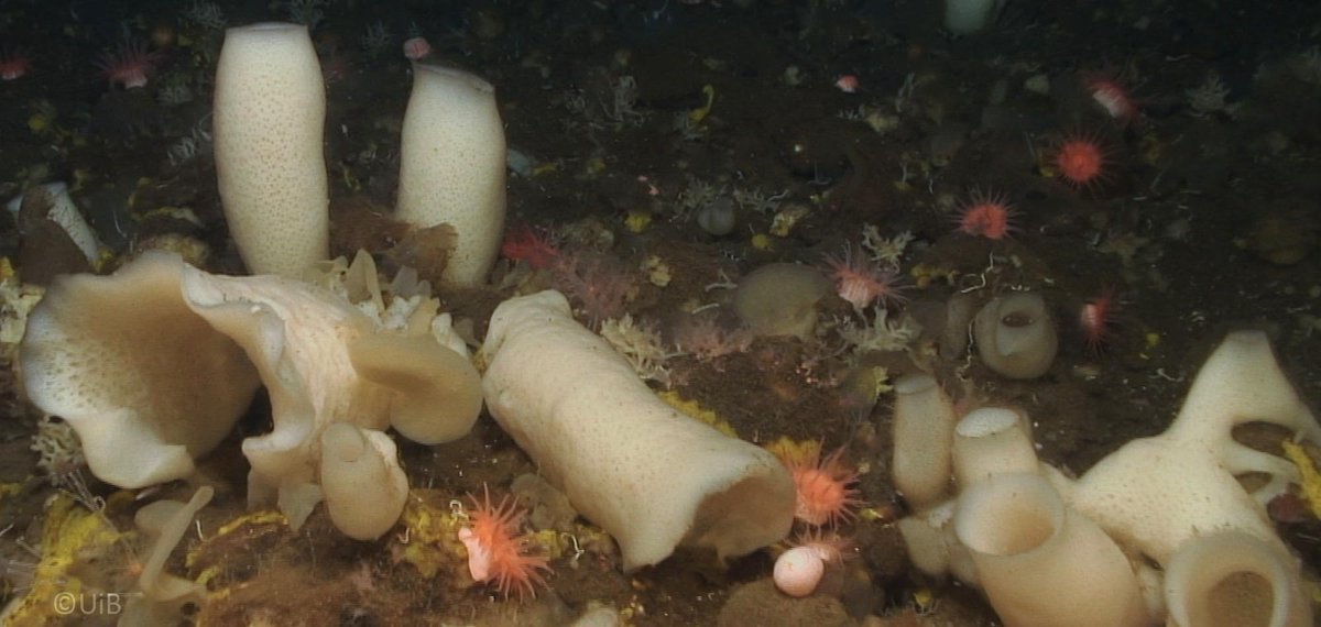 Deep sea sponges