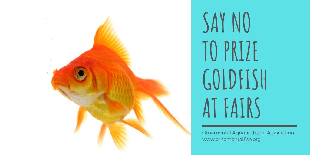 Say no to live fish at fairs! We're urging people not to accept live fish given away as prizes &amp; we ask councils to use licensing powers to stop this practice ornamentalfish.org/say-no-to-gold… Pls RT to help us spread the message!