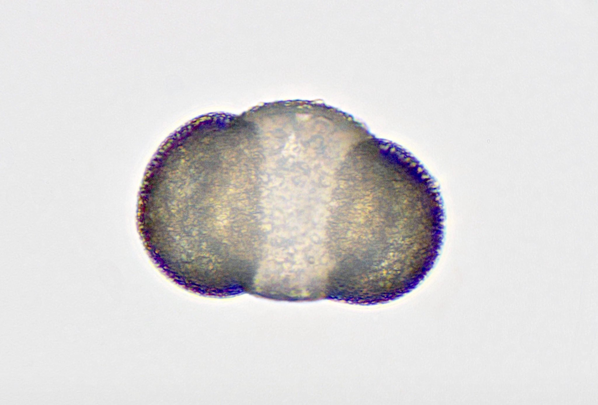 M31nebula Twitter પર マツの雄花が花粉 を飛ばしています 雄花はウロコのようなりん片が沢山集まってできていますが りん片の外側には葯が２個ずつ付いています 花粉には空気袋が2つ付いていて風で飛ばされやすくなっています 顕微鏡 マツ 雄花 花粉
