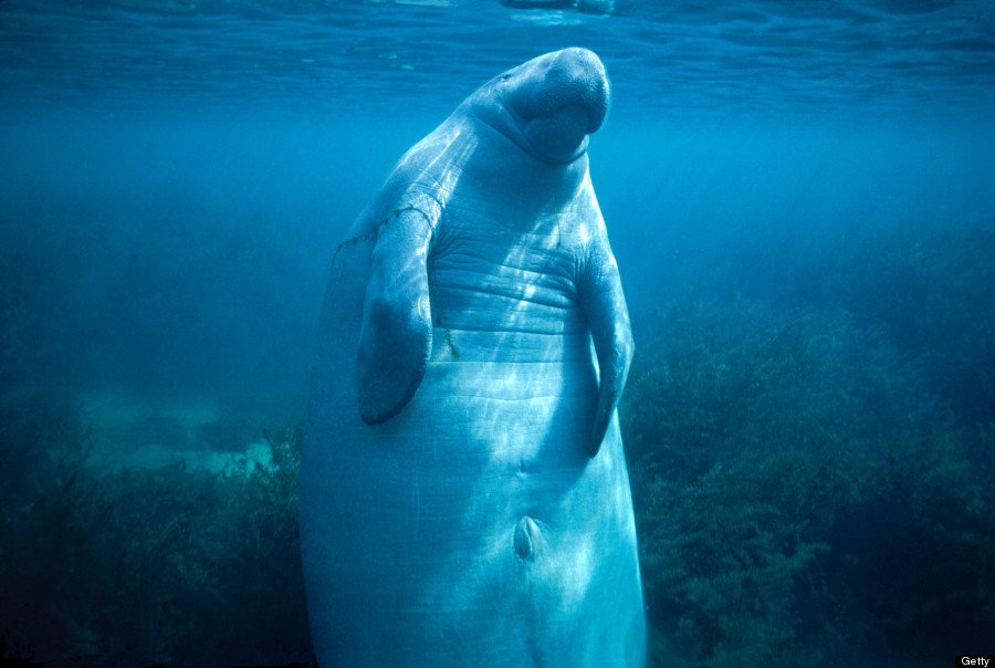 Rise to lettuce and glory, people of the internet! It's #ManateeMonday :3