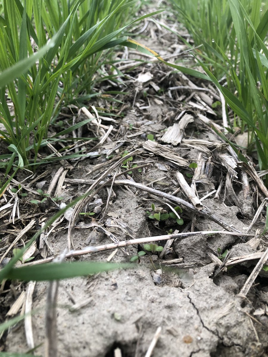 The frost seeded clover seems to be the only thing really growing this spring. #covercrops #talkDIRTytome